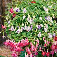 Fuchsia \'Trailing Mix\' Pre-planted Hanging Basket - 2 pre-planted fuchsia baskets