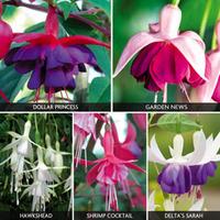Fuchsia \'Hardy Collection\' - 10 fuchsia plug plants - 2 of each variety