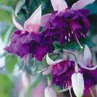 Fuchsia \'Deep Purple\' (Giant) - 5 fuchsia plug plants