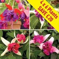 fuchsia giant 24 large plants