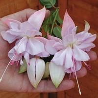 Fuchsia \'Holly\'s Beauty\' (Large Plant) - 2 fuchsia plants in 3 litre pots