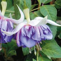 Fuchsia \'Quasar\' - 5 fuchsia plug plants