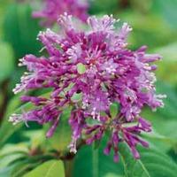 Fuchsia arborescens - 2 fuchsia plug plants