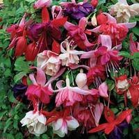 fuchsia lucky dip 10 fuchsia plug plants