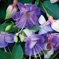 fuchsia fairy blue 10 fuchsia plug plants