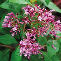 Fuchsia arborescens \'BluTini\' - 1 fuchsia plant in 9cm pot