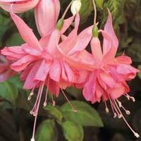 fuchsia marcus graham giant 5 fuchsia plug plants