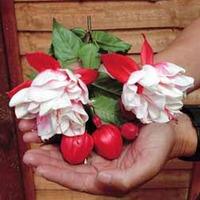 Fuchsia \'Snowburner\' (Giant) - 5 fuchsia plug plants