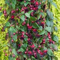 fuchsia lady in black climbing 5 fuchsia plug plants