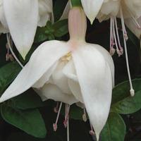 Fuchsia \'White King\' - 5 fuchsia plug plants