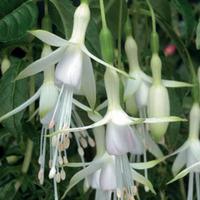 Fuchsia \'Hawkshead\' - 5 fuchsia plug plants