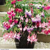 Fuchsia \'3-in-1 Pot\' (Hardy) - 1 Fuchsia \'3-in-1\' in 9cm pot (3 plants)