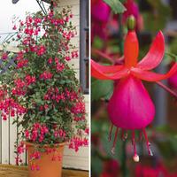 fuchsia fusion 10 fuchsia plug plants 2 tower pot sets