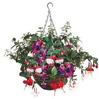 Fuchsia (Trailing) 1 Pre-Planted Rattan Hanging Basket