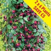 Fuchsia (Climbing) Lady In Black 12 Jumbo Plants