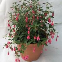 Fuchsia Hardy Tom Thumb 2 Pre-Planted Containers