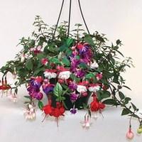 fuchsia trailing 4 pre planted hanging baskets