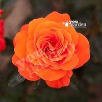 Full Standard Rose \'Doris Tysterman - bare root