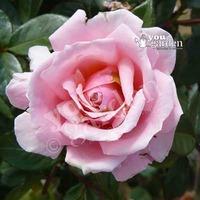 Full Standard Rose \'English Princess\' - bare root
