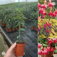 Fuchsia Whip Collection - 3 varieties