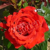 Full Standard Rose \'Carris\' - bare root