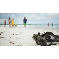 Galápagos  Central, South & East Islands aboard the Queen