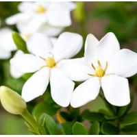 Gardenia Scented Oil 10 ml (In D...