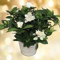 gardenia plant