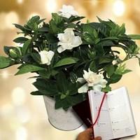 gardenia plant plus diary