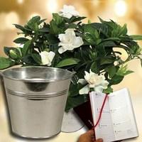 Gardenia Plant with Metal Planter plus a 2017 Diary