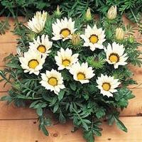 gazania kiss white f1 hybrid 1 packet 20 gazania seeds