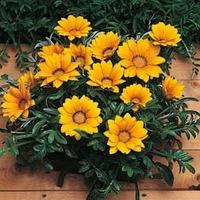 Gazania \'Kiss Gold\' F1 Hybrid - 1 packet (20 gazania seeds)