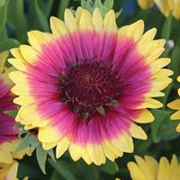 Gaillardia \'Snappy\' - 5 gaillardia Postiplug plants