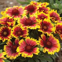 Gaillardia \'Arizona Sun\' - 24 gaillardia plug plants