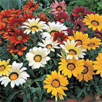 Gazania \'Frosty Kiss Mixed\' - 48 gazania plug plants