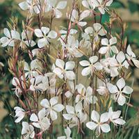 gaura lindheimeri large plant 2 x 1 litre potted gaura plants