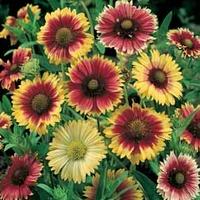 gaillardia x grandiflora tm reselected hybrids 1 packet 100 seeds