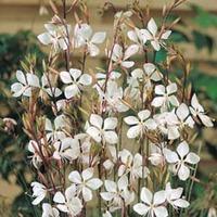 Gaura lindheimeri - 1 packet (30 gaura seeds)