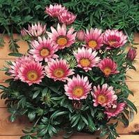 gazania kiss rose f1 hybrid 1 packet 20 gazania seeds