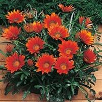 Gazania \'Kiss Bronze\' F1 Hybrid - 1 packet (20 gazania seeds)