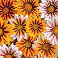 gazania tiger stripes mixed 1 packet 20 gazania seeds