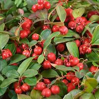 Gaultheria procumbens (Large Plant) - 2 x 2 litre potted gaultheria plants