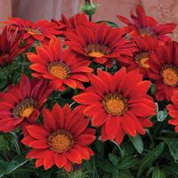 Gazania \'Shepherd\'s Delight\' - 36 gazania plug plants