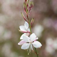 Gaura lindheimeri \'Sparkle White\' - 48 gaura plug plants