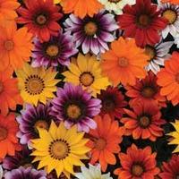 gazania splendens new day mix f1 hybrid 1 packet 20 gazania seeds