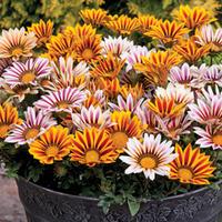 gazania tiger stripes mixed 6 gazania plug plants