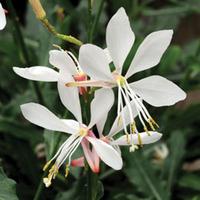 Gaura lindheimeri \'Sparkle White\' - 1 packet (15 gaura seeds)