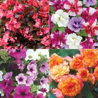 Garden Ready Mixed Basket - 1 x ...