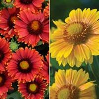 Gaillardia x grandiflora \'Arizona Collection\' - 2 packets - 1 of each variety (40 gaillardia seeds in total)