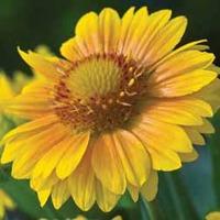 Gaillardia x grandiflora \'Arizona Apricot\' - 1 packet (20 gaillardia seeds)